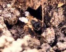 Abeille.