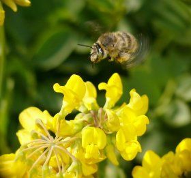 Anthophore en plein vol.