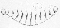 Seconde larve d'Anthrax sinuata, dessin de Jean-Henri FABRE