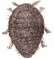 Phylloxera