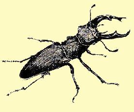 Jean-Henri FABRE, lucanus cervus