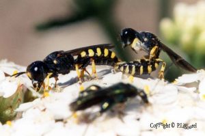 Accouplement de Cerceris arenaria