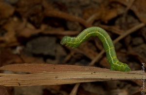 La Chenille