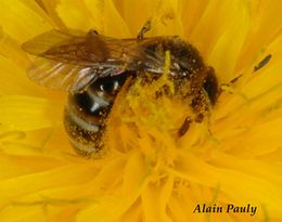 Lasioglossum calceatum (Halicte cylindrique).
