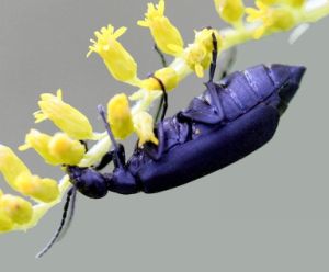 Meloidae - Photo N° UGA2106097.