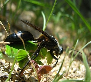 Sphex argentatus fumosus, source : http://opencage.info