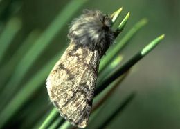 Eclosion de la chenille processionnaire du pin