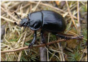 Minotaure typhée femelle.