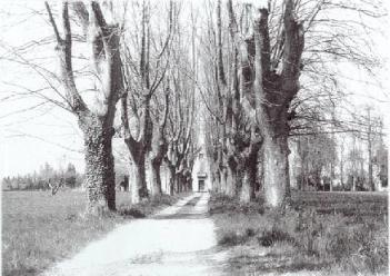 La Vinarde, l'allée.