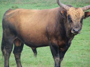 aurochs-Heck reconstitué
