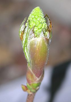 Bourgeon d'érable sycomore