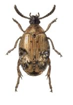 Bruchus.