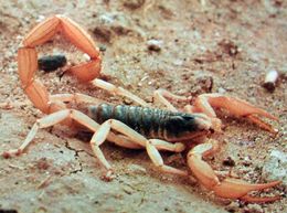 Scorpion languedocien.