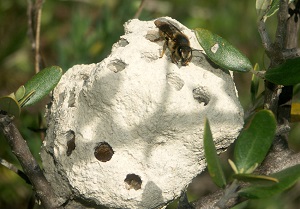 Chalicodoma pyraneica
