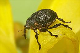 Charançon de l'Iris des Marais