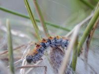 Chenille processionnaire