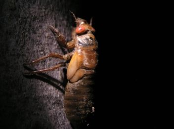 La peau se dédouble et l'insecte d'adulte apparaît - Photo N° UGA2109076.