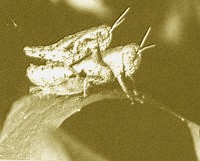 Accouplement de petits criquets sténobothres.