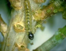 Eclosion de la chenille processionnaire du pin
