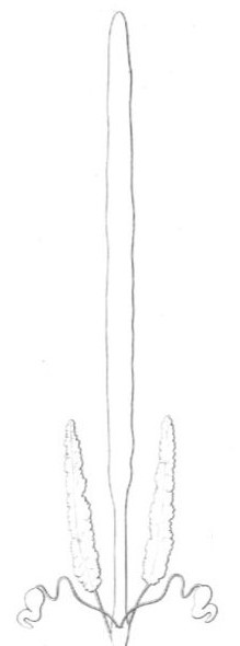 Fig 11 - Organes génitaux femelles du Scolopendra complanata