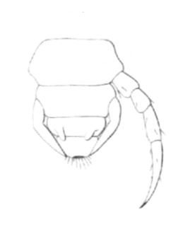 Fig 24 - Derniers segments d'un jeune Lithobie forcipatus, à un degré d'évolution intermédiaire entre le 1er stade et Ie 2e. La dernière paire de pattes complètement développées est la 7e paire, et est portée par le 8e segment. La 8e paire, qui doit être parachevés au stade suivant, atteint déjà l'extrémité anale. La 9e paire commence à poindre sous forme de deux très petits mamelons.