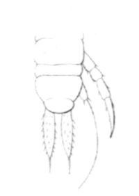 Fig 25 - Derniers segments d'un jeune Cryptops hortensis muni de 8 paires de pattes parachevées. L'avant-dernier segment porte deux mamelons cirrifères, rudiments des pattes de la 9e paire. Les appendices du dernier segment sont les rudiments des grosses pattes terminales de l'adulte.