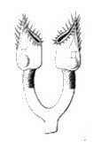 Fig. 4 - Vulves et oviductes de l'Iulus aterrimus