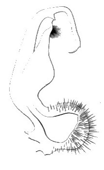 Fig 8 - Un des deux organes copulateurs du Polydesmus complanatus mâle.