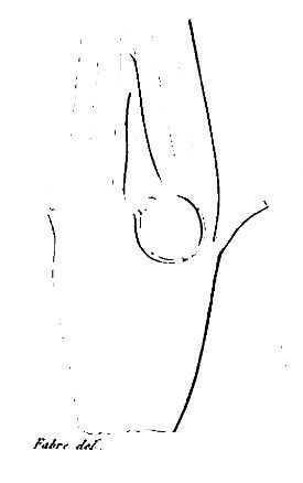 Fig 9 - Coupe de la sommité d'une pousse d'Himantoglossum hircinumdont le bourgeon terminal produit un tubercule.