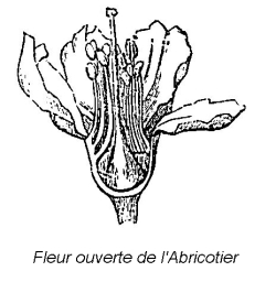 Fleur de l'Abricotier