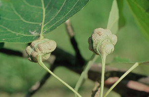 Galle de Pemphigus bursarius.