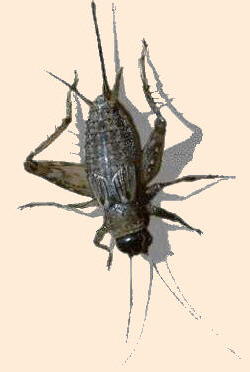 grillo
