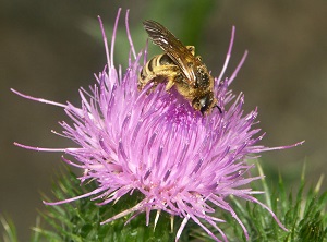Halictus scabiosae