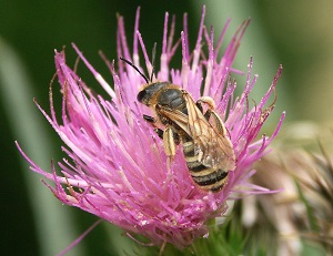 Halictus scabiosae