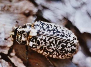 Cetoine dorée sur ciste cotoneux.