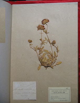 Une page d'herbier de Jean-Henri FABRE