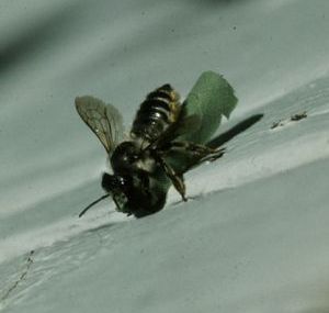 Megachile spp. N/A .