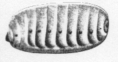 Pseudo-chrysalide de Sitaris Humeralis, dessin de Jean-Henri FABRE