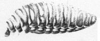 Troisième larve de Sitaris Humeralis, dessin de Jean-Henri FABRE