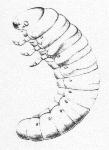 Seconde larve de Meloe cicatricosus, dessin de Jean-Henri FABRE