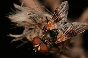 Mouche verte
