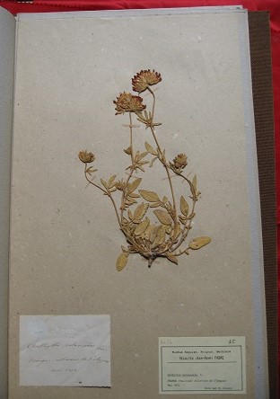 Archives du musée Requien ; herbier de Jean-Henri Fabre