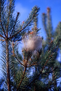 Nid de la Chenille processionnaire.