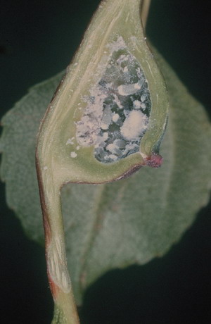 Coupe de la Galle de Pemphigus bursarius.