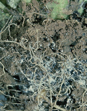 pemphigus_bursarius sur des racines de Lactuca.
