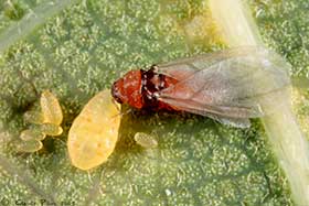 Phylloxera