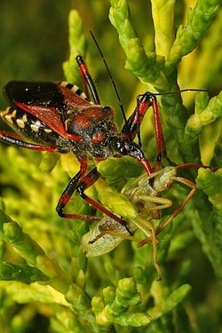 Réduve, photographie de  Loïc Kornprobst
