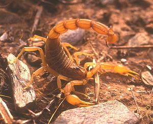 Buthus occitanus - Le Scorpion jaune.