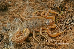 Scorpion languedocien, Buthus occitanicus.