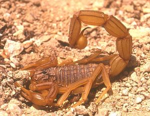 Buthus occitanus - Le Scorpion jaune.